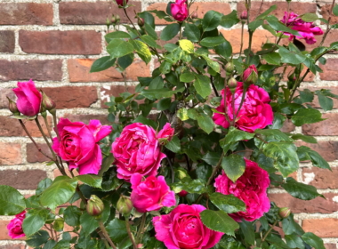 Gorgeous Roses shown off against a brick wall Gorgeous Roses shown off against a brick wall
