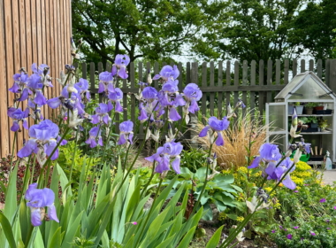 Irises against the borrowed landscape Irises against the borrowed landscape