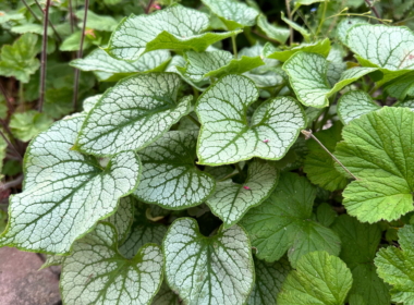 Brunnera ‘Jack Frost’ in a shady spot Brunnera ‘Jack Frost’ in a shady spot