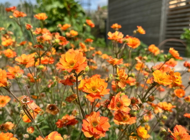 Tangerine Geums! Tangerine Geums!