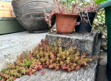 Tiny sedums growing in cracks Tiny sedums growing in cracks