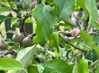 Apple tree fruiting Apple tree fruiting