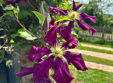 Clematis Clematis