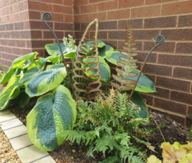 Planting for shade