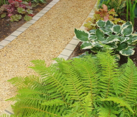 Shade Garden with sustainable path, Ferns and Hostas